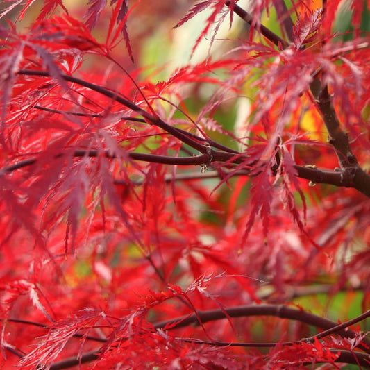 Acer 'Inaba-Shidare'