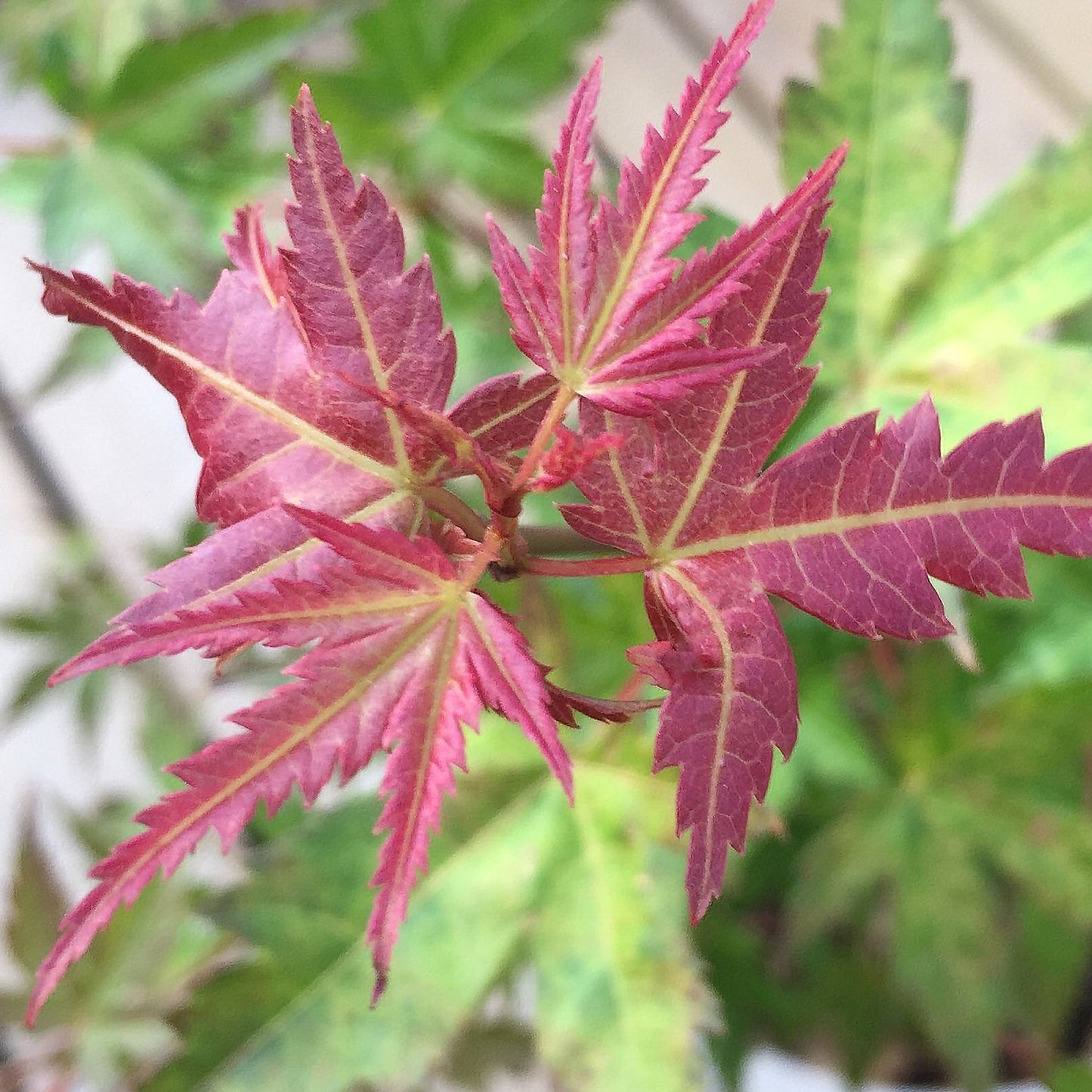 Acer 'Phoenix'