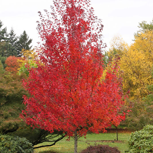 Acer 'Redpointe'
