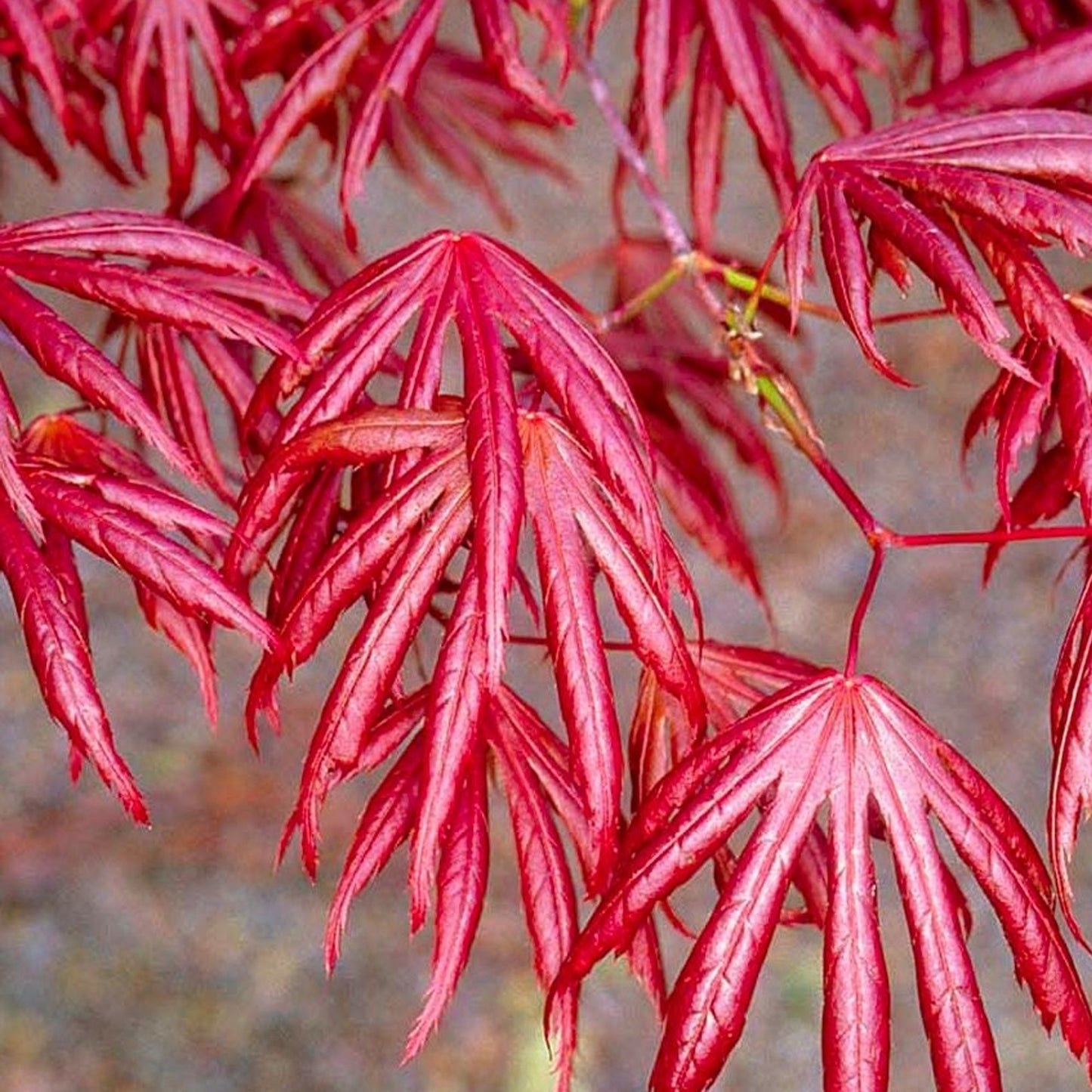 Acer 'Trompenburg'