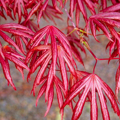 Acer 'Trompenburg'