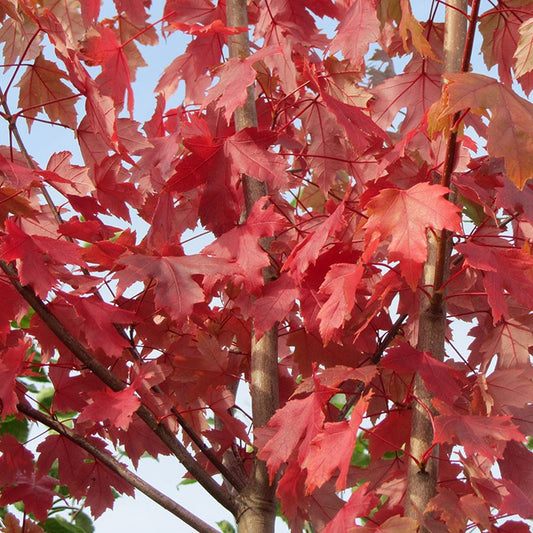 Acer 'Jeffersred'