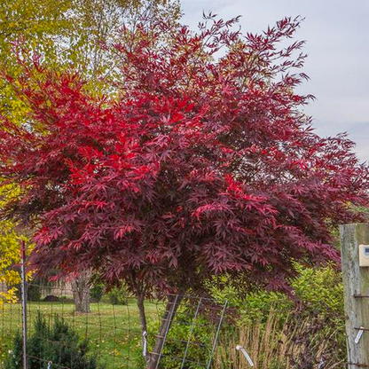 Acer 'Sumi Nagashi'