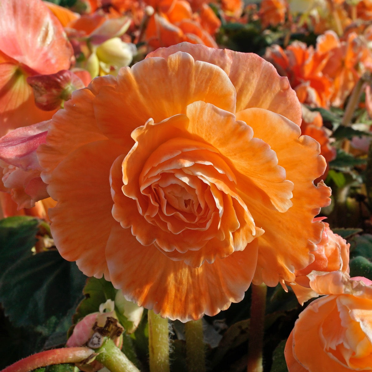 Begonia Lace Picotee Apricot