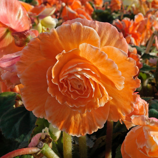 Begonia Lace Picotee Apricot