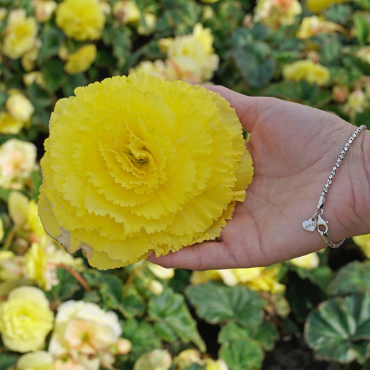 Begonia Ruffled Yellow