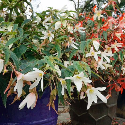Begonia bertinii Santa Barbara