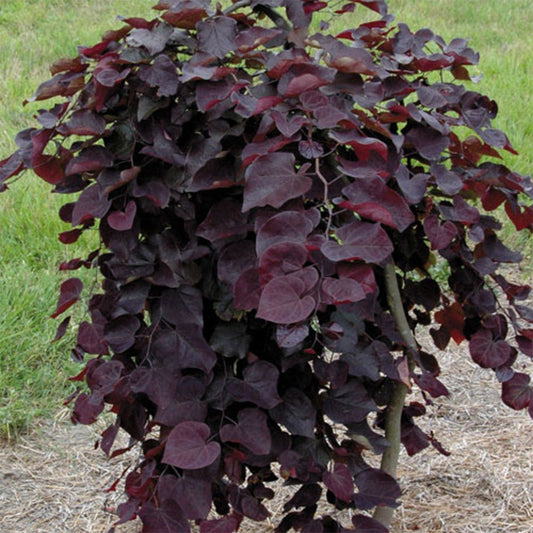 Cercis 'Ruby Falls'