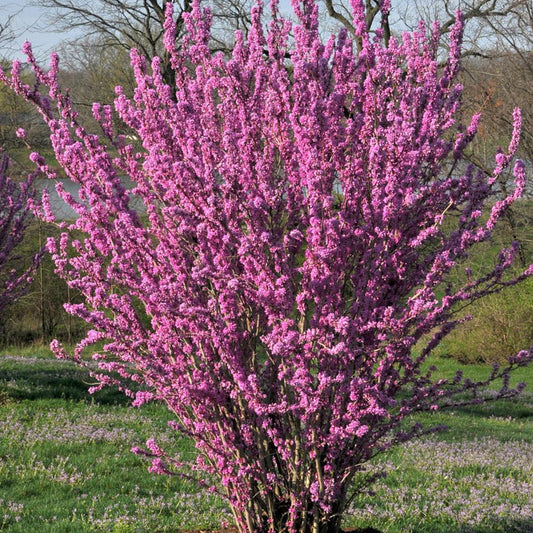 Cercis 'Avondale'