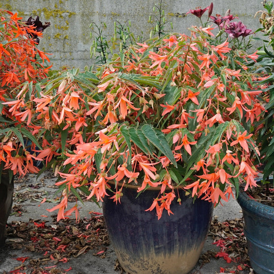 Begonia bertinii San Francisco