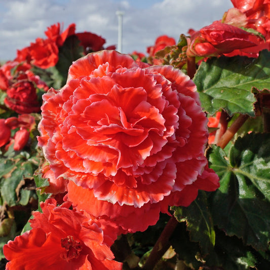 Begonia Lace Picotee Red