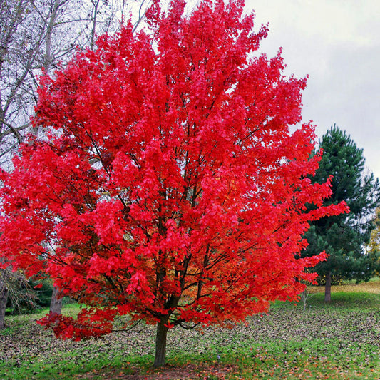 Acer 'October Glory'