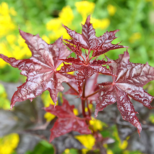 Acer 'Crimson King'